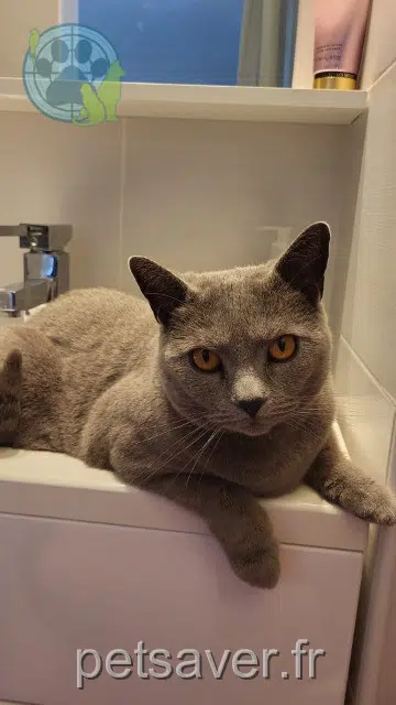 chatte lost   74550 Perrignier Thina