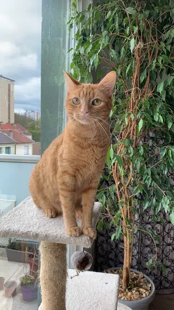 chatte lost   74240 Gaillard Toupou