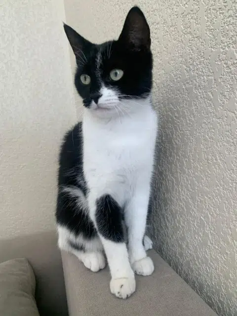 chatte lost   74160 Collonges-sous-Salève Tsuki