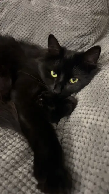 cat lost   74500 Lugrin Tsuki