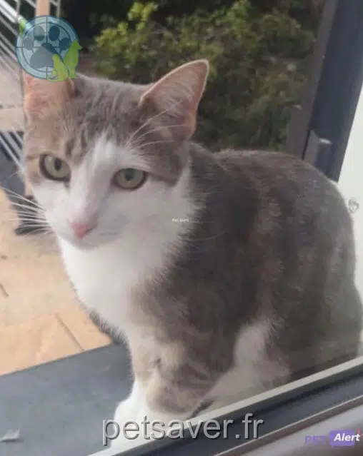 cat lost 74300 Thyez Twix