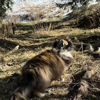 chatte lost   74470 Bellevaux ULIA