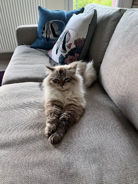 chatte lost   74370 Argonay Uma Rosie