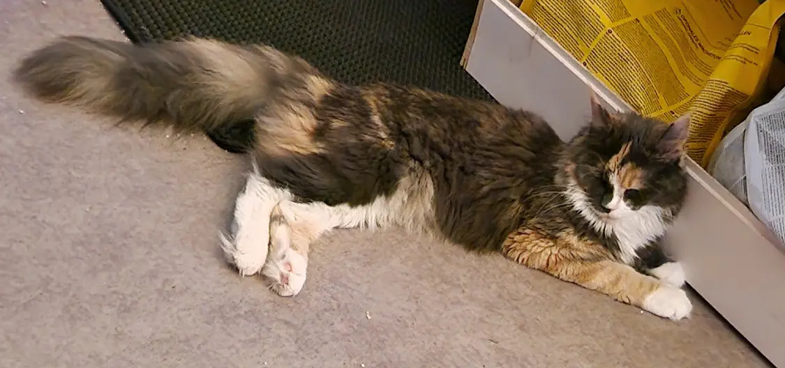 Chatte Perdue 74 Haute-Savoie - Urania Chatte Perdue 74 Haute-Savoie - Urania