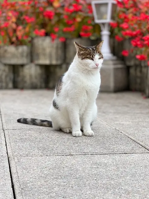 chatte lost   74500 Publier Vanille