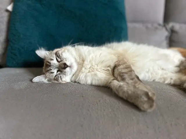 chatte lost   74150 Sales Vanille