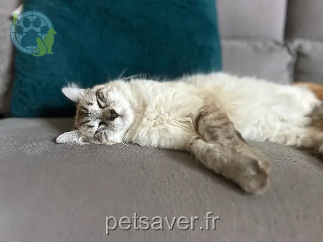 gatta persa 74150 Sales Vanille gatta lost 74150 Sales Vanille