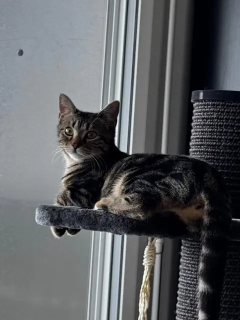 chatte lost   74320 Sevrier Yael