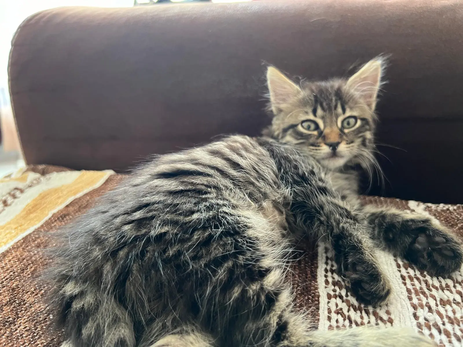 Chatte Perdue 74 Haute-Savoie - Yona Chatte Perdue 74 Haute-Savoie - Yona