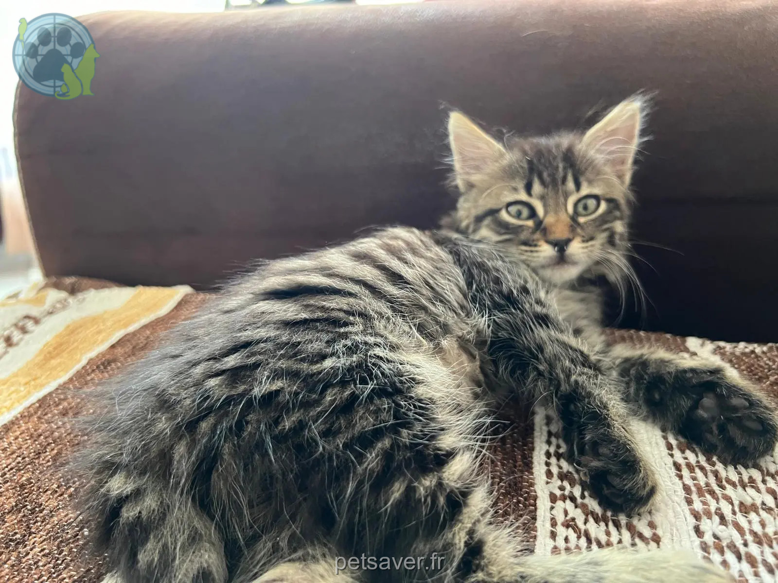 Chatte Perdue 74 Haute-Savoie - Yona Chatte Perdue 74 Haute-Savoie - Yona