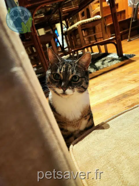 chatte lost 74140 Douvaine Yvi