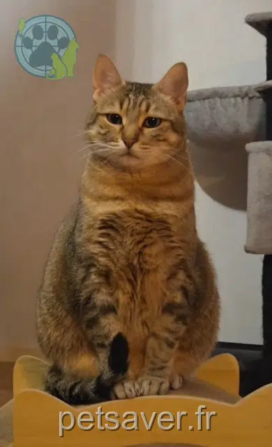 chatte lost 74430 La Baume Zirah