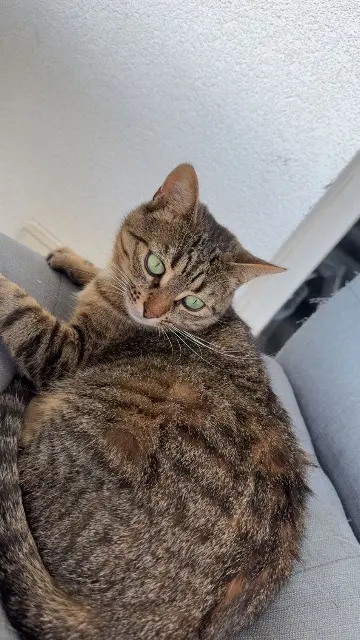 chatte lost   74700 Sallanches Zury