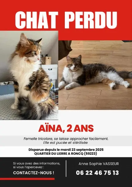chatte lost    Paris Aina