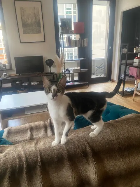 chatte lost    Paris Amy