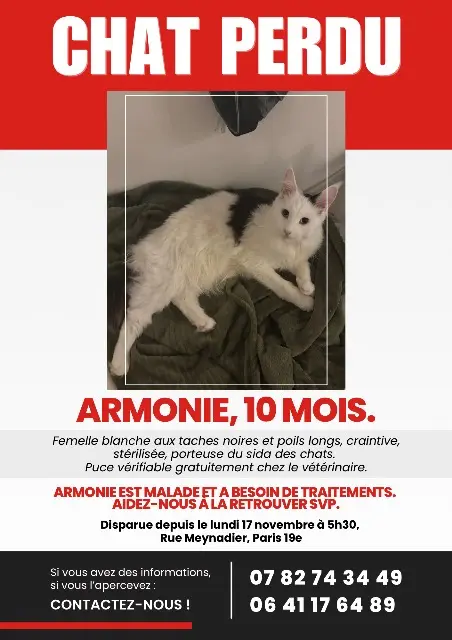 chatte lost    Paris Armonie