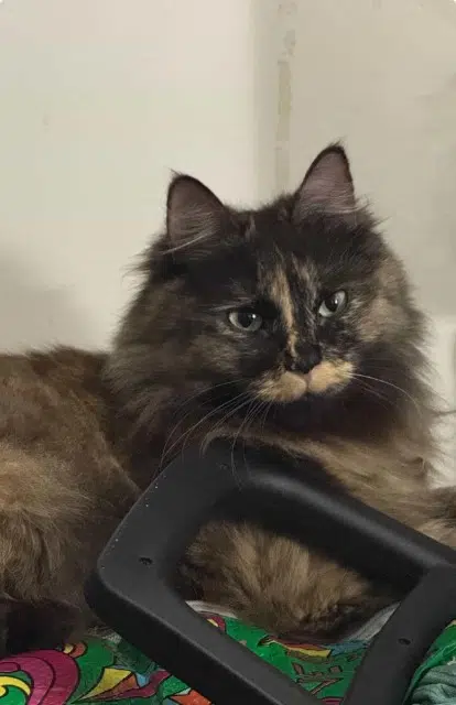 chatte lost    Paris Bella