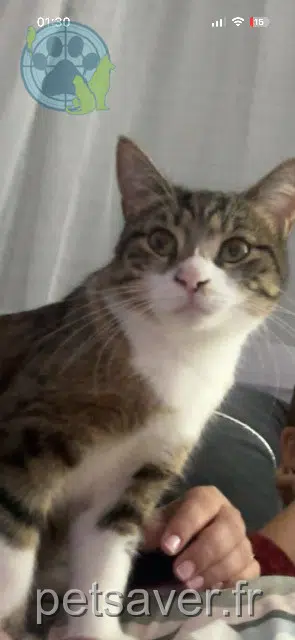chatte lost    Paris Bellla