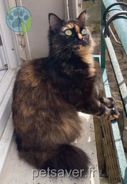 chatte lost Paris Bellombre