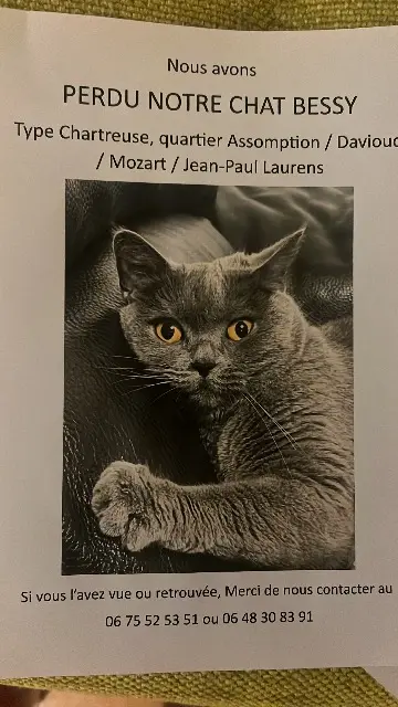 chatte lost    Paris Bessy