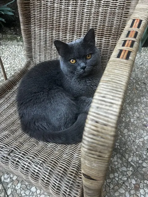 chatte lost    Paris Bessyz