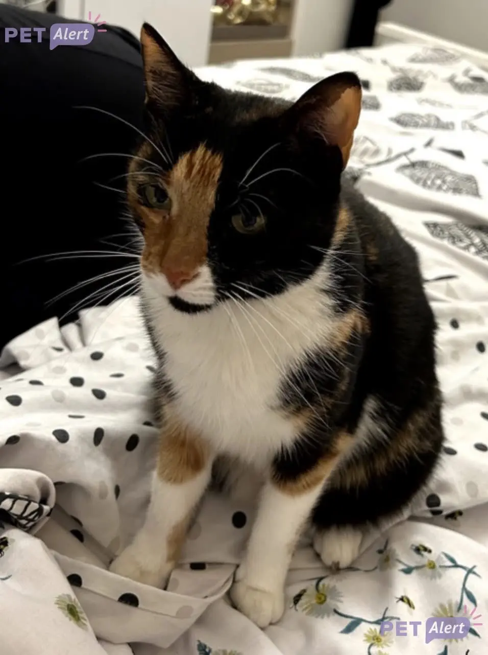 Chatte Perdue 75C Paris - Bibiche Chatte Perdue 75C Paris - Bibiche