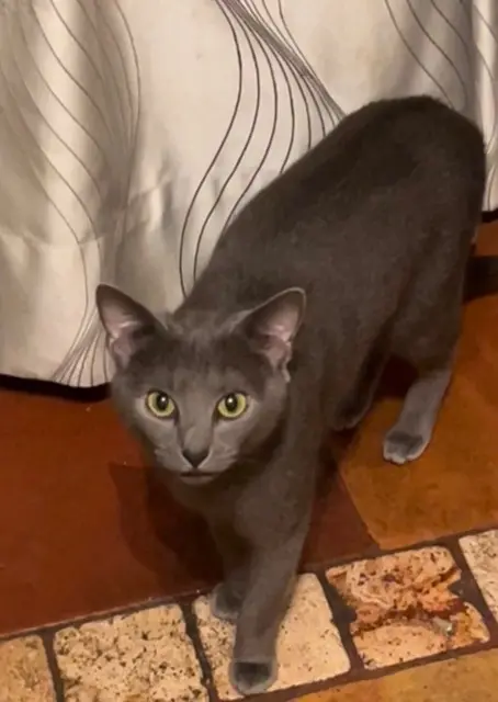 chatte lost    Paris Bonnie