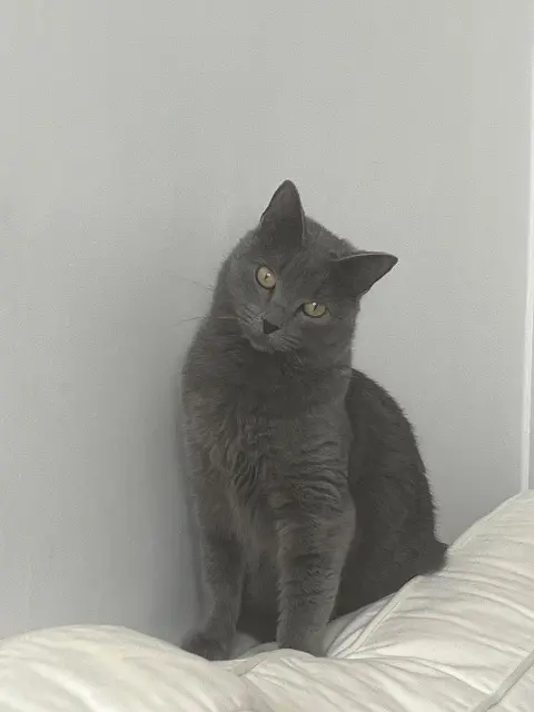 chatte lost    Paris Bulle