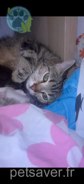 gata lost    Paris Cacahouète