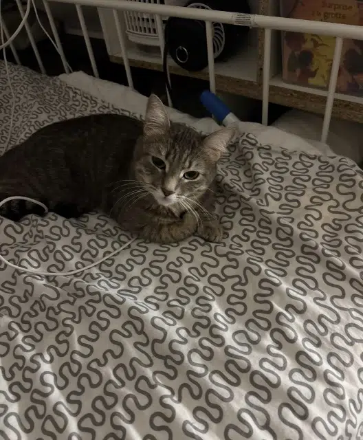 chatte lost    Paris Chanel