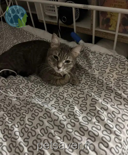 gata perdida Paris Chanel gata lost Paris Chanel