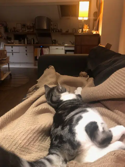 chatte lost    Paris Chapka