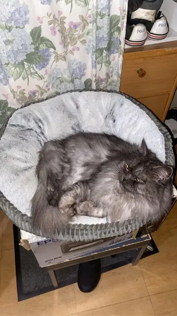 chatte lost    Paris Choupette