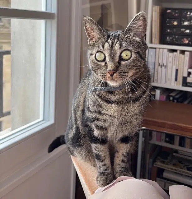 cat lost    Paris Cleef