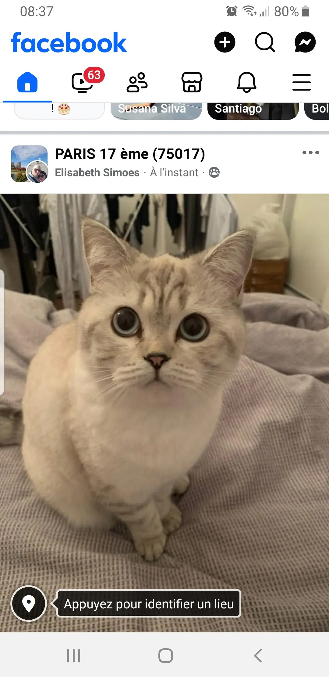 chatte lost    Paris Coco