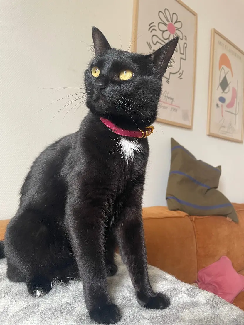 Chatte Perdue 75C Paris - Cäline Chatte Perdue 75C Paris - Cäline
