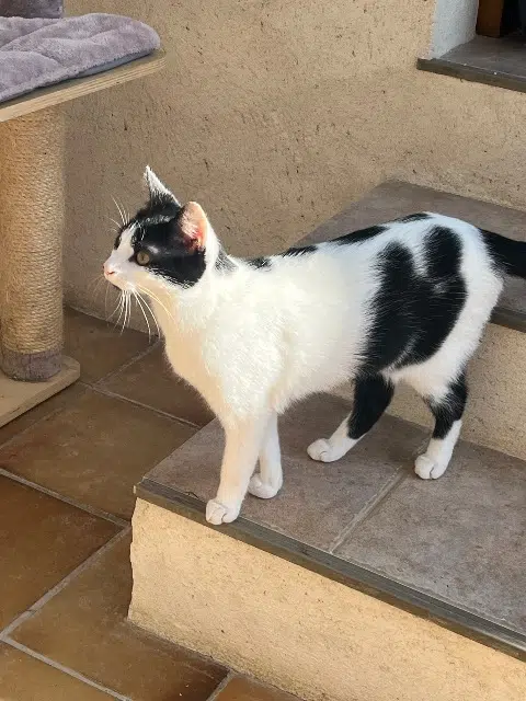 chatte lost    Paris Dulce