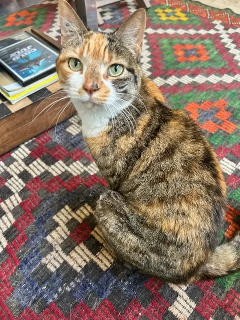 chatte lost    Paris Ficelle