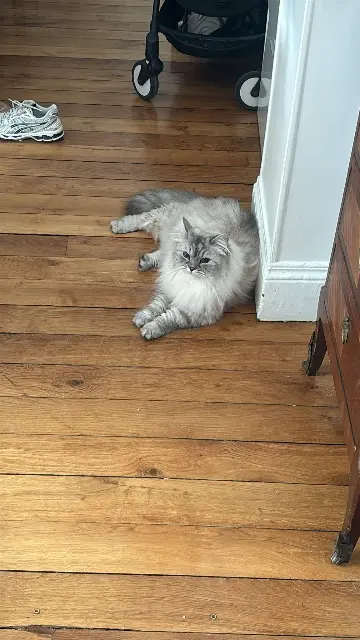 chatte lost    Paris Flåm