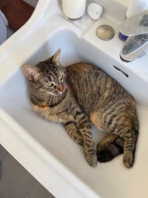 chatte lost    Paris Frida