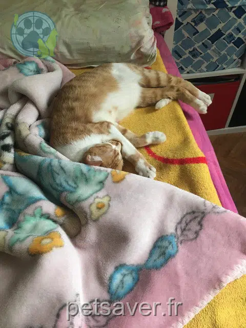 chatte lost    Paris Galaxie