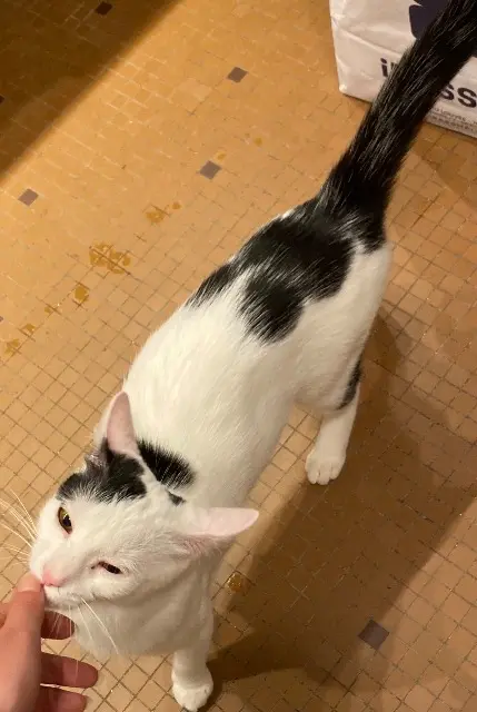 chatte lost    Paris Gigi