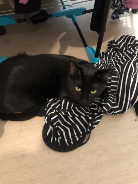 chatte lost    Paris Gribouille