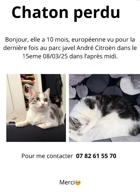 chatte lost    Paris Hera