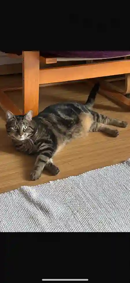 Chatte Perdue 75C Paris - Indji Chatte Perdue 75C Paris - Indji