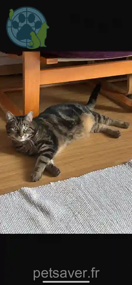 Chatte Perdue 75C Paris - Indji Chatte Perdue 75C Paris - Indji