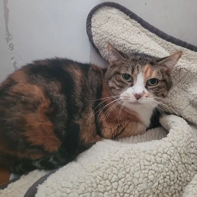 chatte lost    Paris Josephine