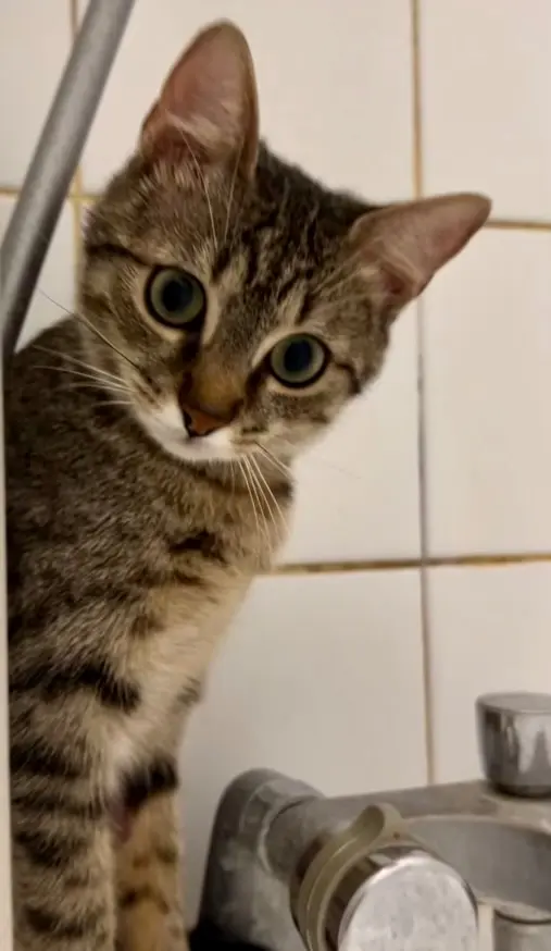 Chatte Perdue 75C Paris - Josiane Chatte Perdue 75C Paris - Josiane