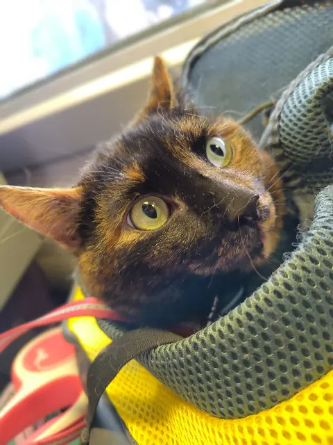 chatte lost    Paris Keiko