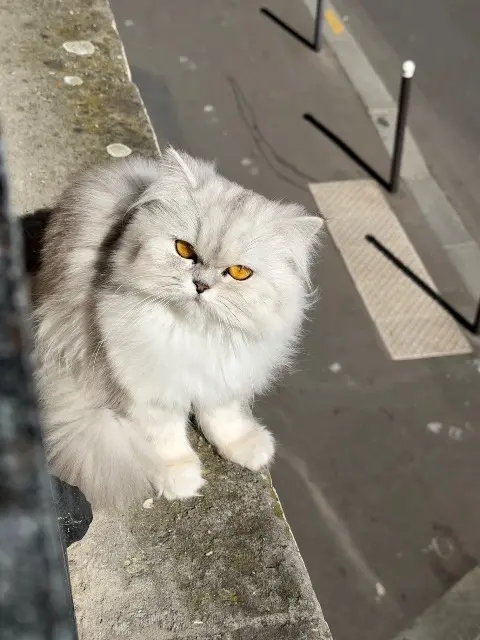 chatte lost    Paris Kung fu